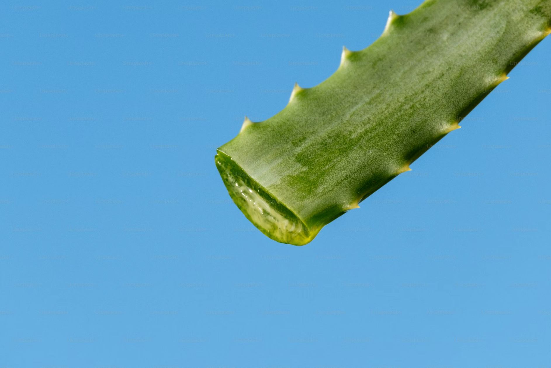 Aloe vera: para qu sirve en la piel y el cabello (y cmo usarlo bien)   Naturaloe