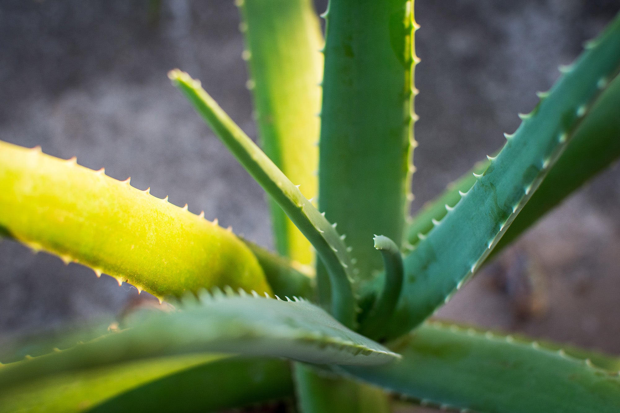 Conoce los Activos Presentes en el Aloe Vera