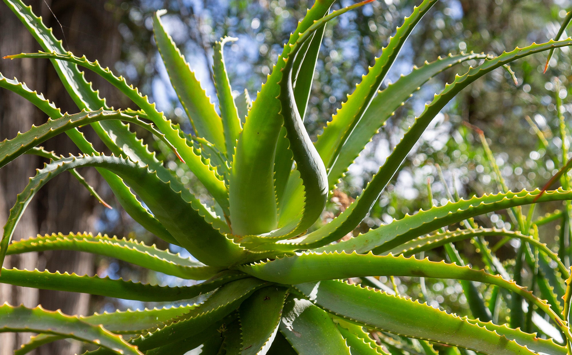 ¿Cómo ayuda el Aloe Vera a evitar la caída del cabello? ¿Y a estimular su crecimiento?