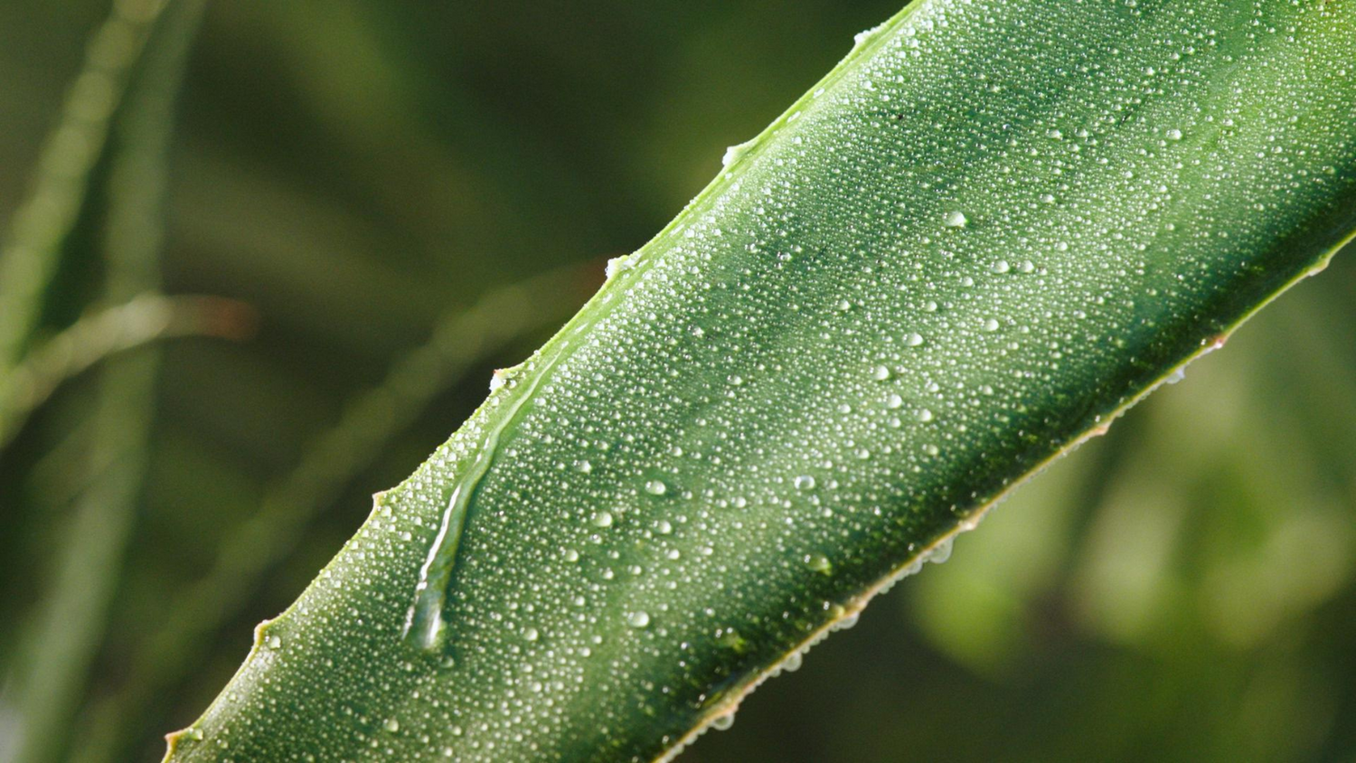 Los 10 Beneficios del Aloe Vera para Tu Piel